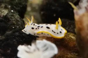Oriental Sea Slug