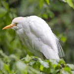 Cattle Egret