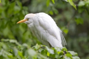 Koereiger