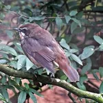 Siberian Rubythroat