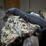 Black Tree Monitor