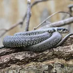 Grass Snake