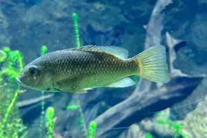 Manyara Tilapia