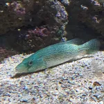 Green Wrasse