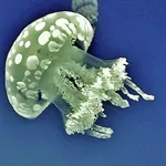 lagoon jelly