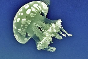 lagoon jelly
