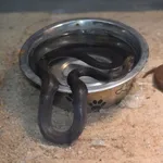 African House Snake