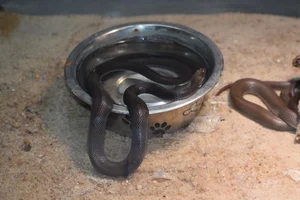 African House Snake