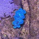 Small Giant Clam