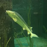 Russian Sturgeon