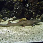 Grey Carpetshark