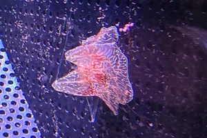 Coeloplana (Benthoplana) meteoris