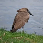 Hamerkop