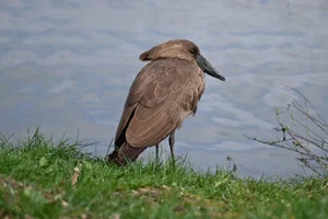 Hamerkop