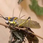Spotted Locust