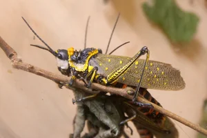 Spotted Locust