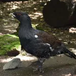 Capercaillie