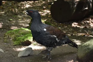 Auerhoen