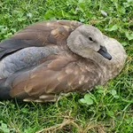 Blue-winged Goose
