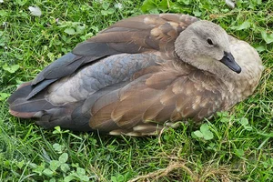 Blauwvleugelgans