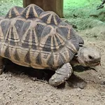 Burmese Star Tortoise