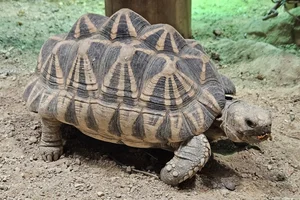 Burmese Star Tortoise