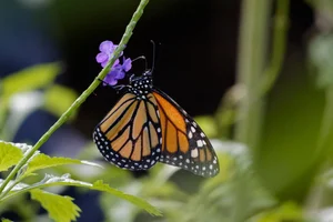 Monarchvlinder
