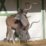 Greater Kudu
