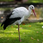 White Stork