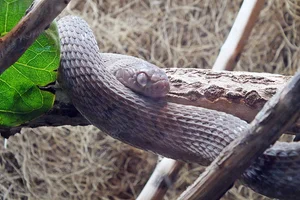 East African Egg Eater