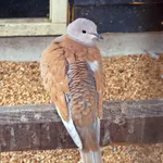 African Collared Dove