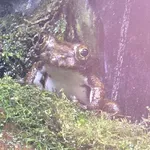 Kajika Frog
