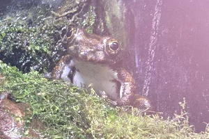 Kajika frog