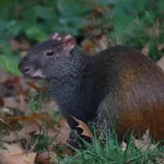 Red-rumped Agouti