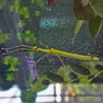 Four-spotted Stick-insect