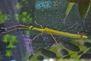Four-spotted Stick-insect