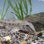 Chinese False Gudgeon
