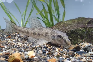 Chinese False Gudgeon