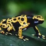 Yellow-banded Poison Frog