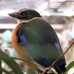 Blue-winged Pitta