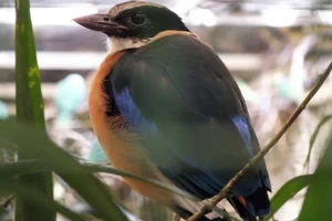 Blauwvleugelpitta