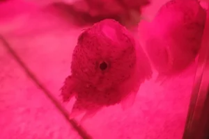 Nipponic Lumpsucker