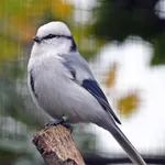 Azure Tit