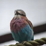 Lilac-breasted Roller