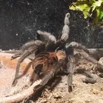 Mombasa golden starburst tarantula