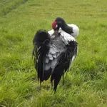 Black-necked Crane