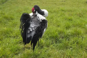 Zwarthalskraanvogel