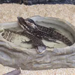 Tropical Girdled Lizard