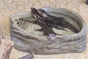 East African spiny-tailed lizard