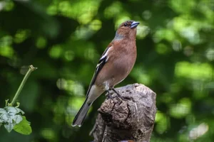 Vink